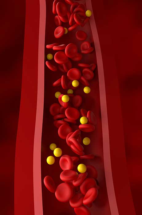 Cholesterol & Triglycerides